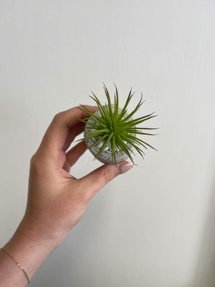 CLEARANCE | Handmade Mini Artificial Desk Plants